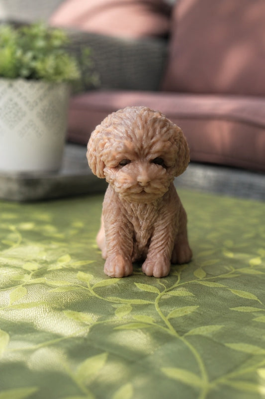 Candela Cagnolino