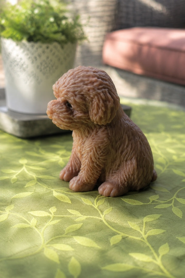 Candela Cagnolino